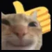 epic_cat