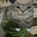 watermeloncat