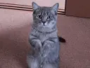 Catbeg