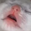 Catkekbutslep