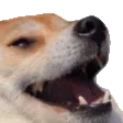dogekek