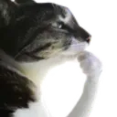 gato_hmmm