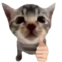 catthumbsup