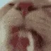 aware_catlick