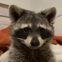 raccoon