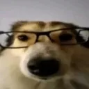 nerddog