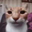 catneutralface