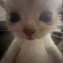 gatotriste