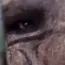 emojigg_ayo