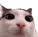 plink11ezgif