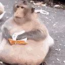 fatass_monkey