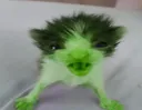 zeeb