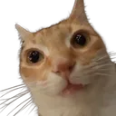 catto
