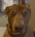 0_huhdogwhatdog