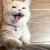 9982catt