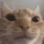 6912catslooking