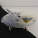 birb