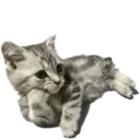 CatStare