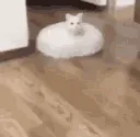 wvd_CatVacuum