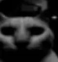 No_Shit
