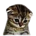 50_sadkitty
