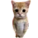 51_catstand