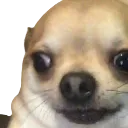 rat