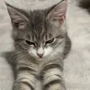 Catmad