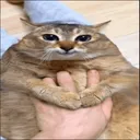 superhappycat