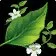 herbalism