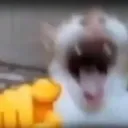 pointandlaughcat