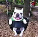 frenchie