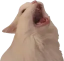 catrawr