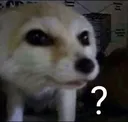 fennecconfused