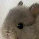 bnuuy