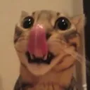 shock_yummers