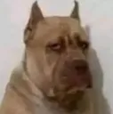 1_calzoskii