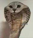 cnake