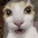 catshocked