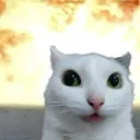 catboom