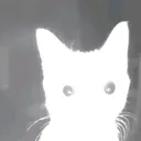 catflashbanged