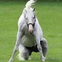 goatedhorse