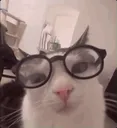 nerdkitty