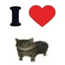 iheartcats