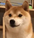 ShibaTeeth