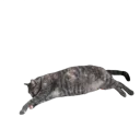 sockcat