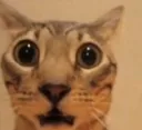 Scarycat