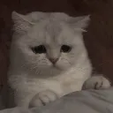 SadCat