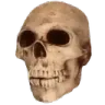 skull