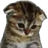 sadcat